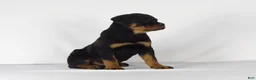 Rottweiler dogs for sale: Rottweiler Puppy 4 - Ad 6