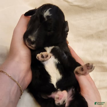 Mini Aussiedoodle dogs for sale: Stella_Female Tuxedo - Ad 7