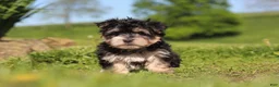 Morkie dogs for sale: River - Ad 3