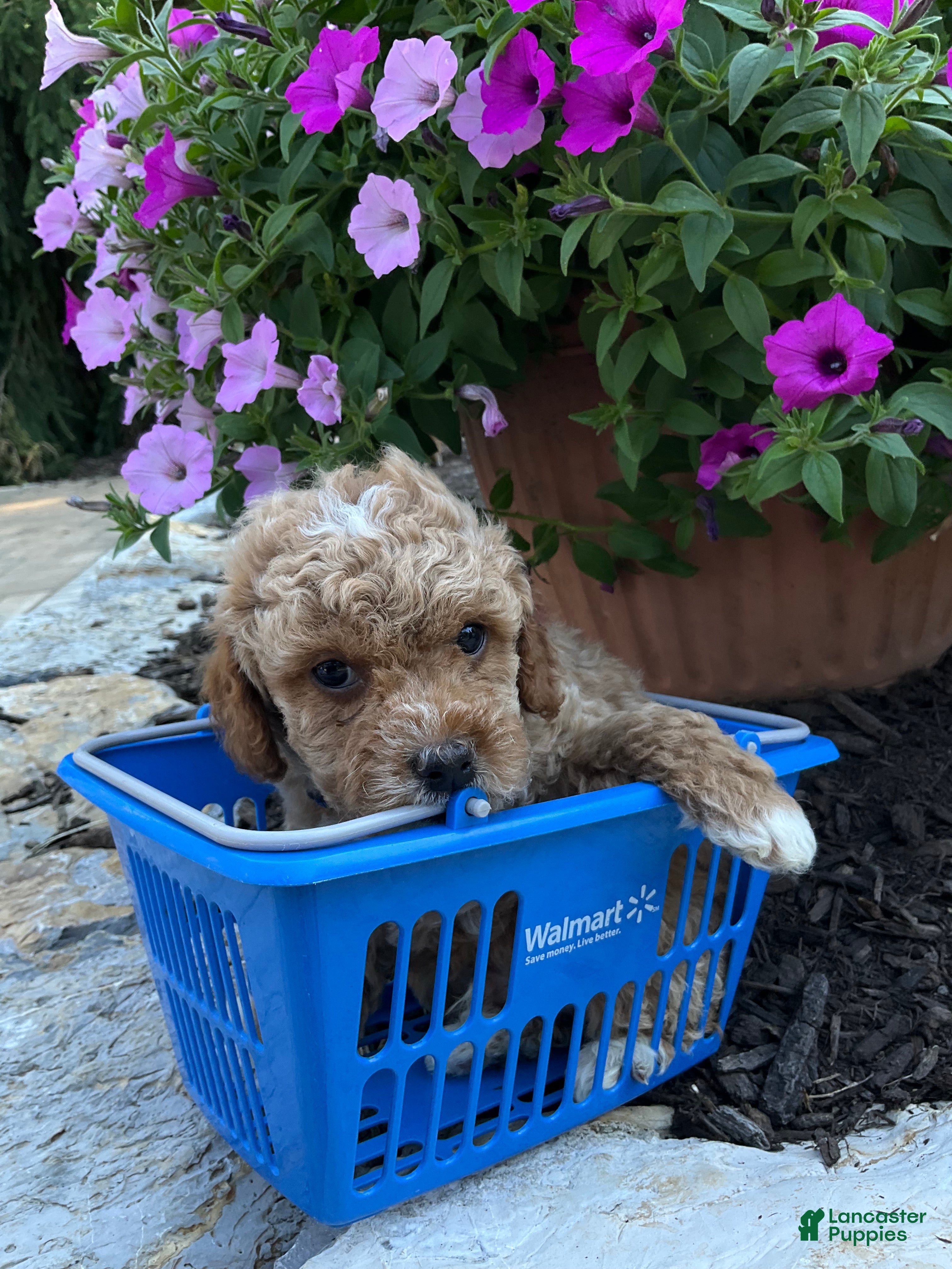Miniature Poodle dogs Pooh - Ad 2