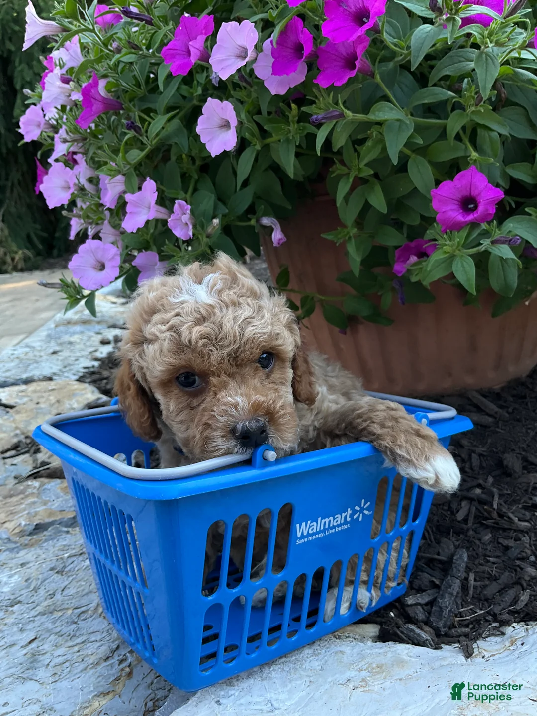 Miniature Poodle dogs for sale: Pooh - Ad 2