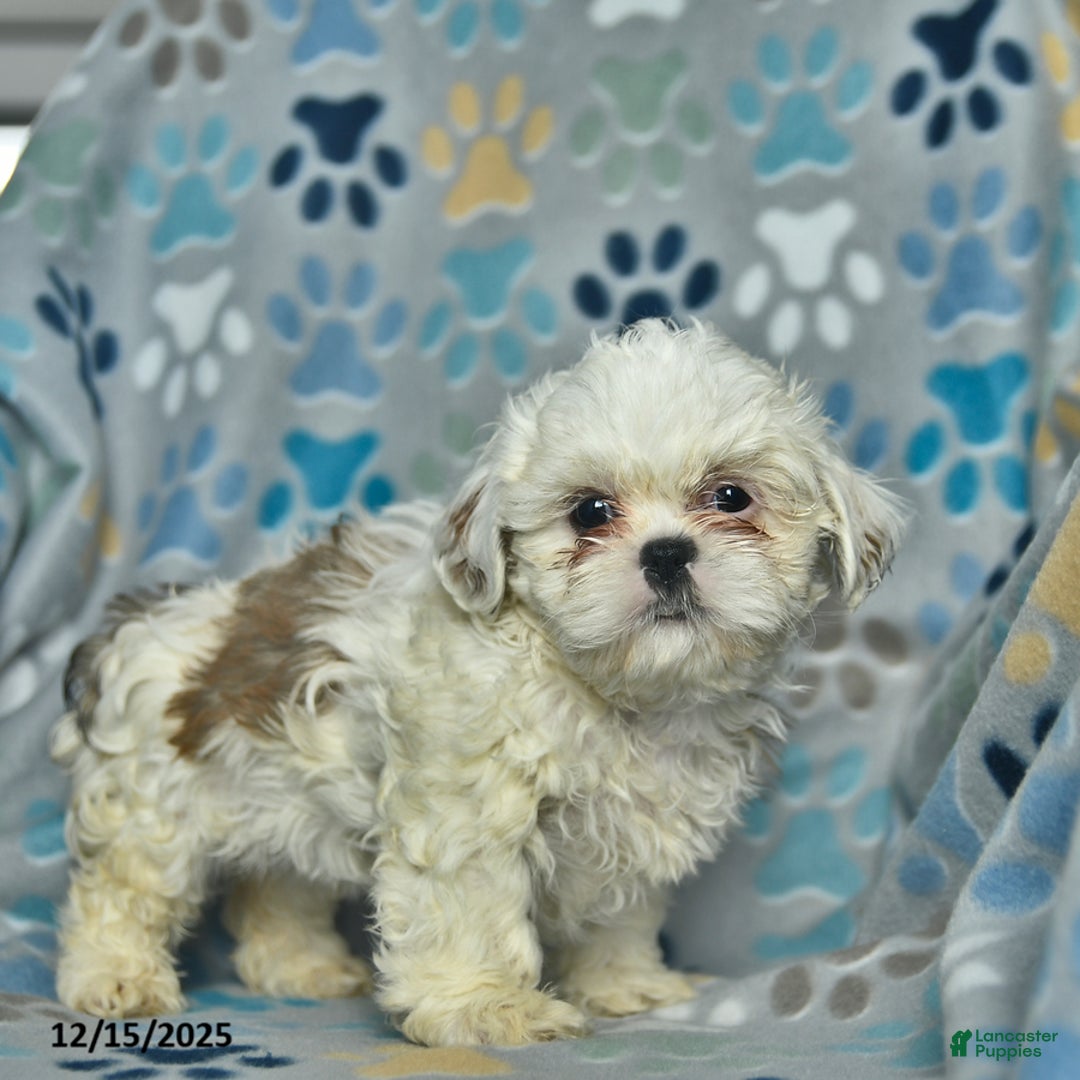 Shih Tzu dogs for sale: Snowball  - Ad 3