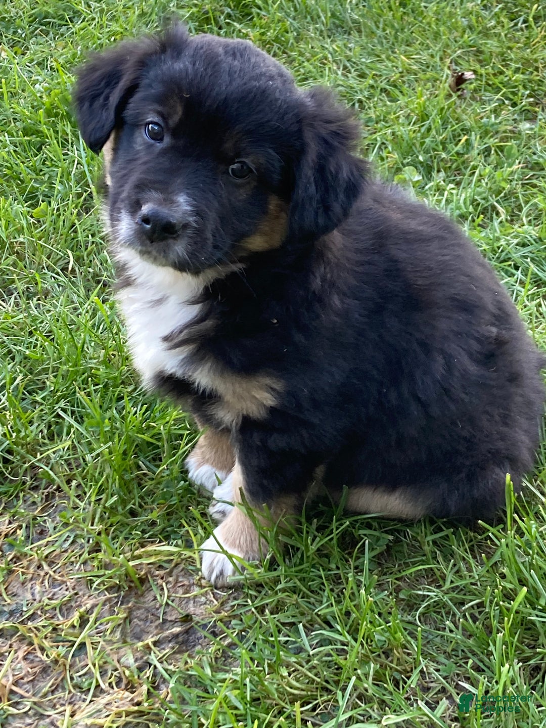 Australian Shepherd dogs for sale: Australian Shepherd Puppy 8 - Ad 2
