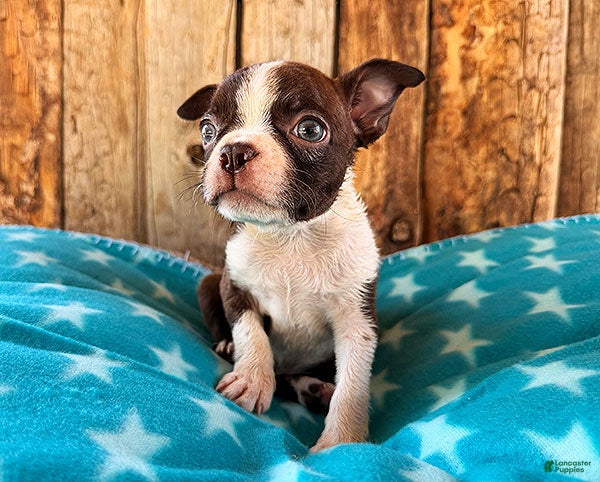 Boston Terrier dogs Chipotle - Ad 2