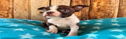 Boston Terrier dogs for sale: Chipotle - Ad 2