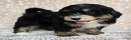 Mini Bernedoodle dogs for sale: Mini Willow - Ad 18