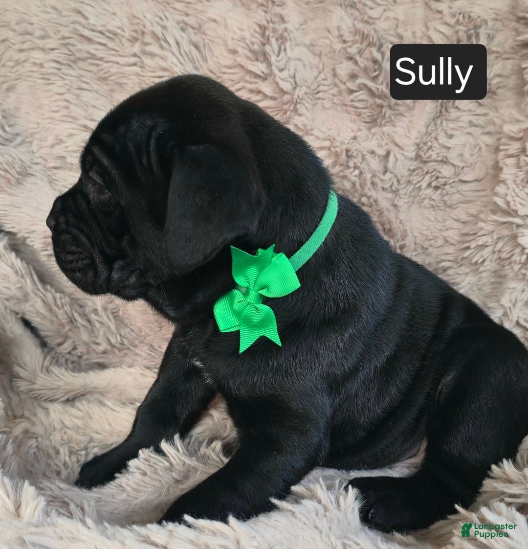 Cane Corso dogs for sale: Sully - Ad 2