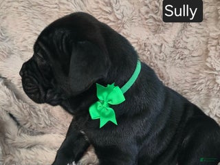 Cane Corso dogs Sully - Ad 17