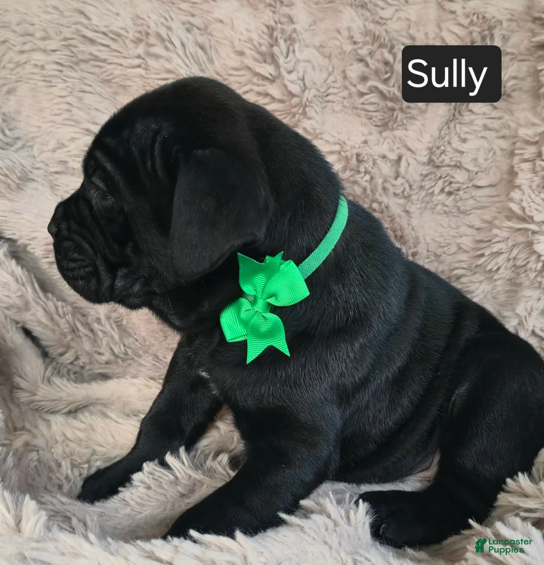 Cane Corso dogs for sale: Sully - Ad 11