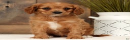 Cavapoo dogs for sale: Chase - Ad 3