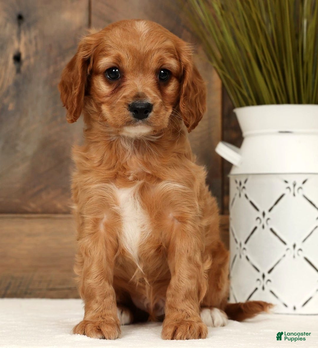 Cavapoo dogs for sale: Chase - Ad 3