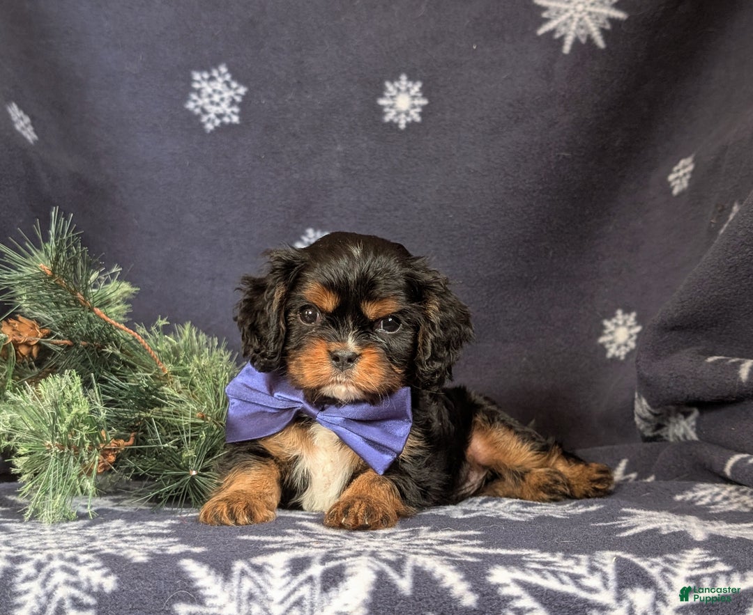 Cavalier King Charles Spaniel dogs for sale: Barclay - Ad 7
