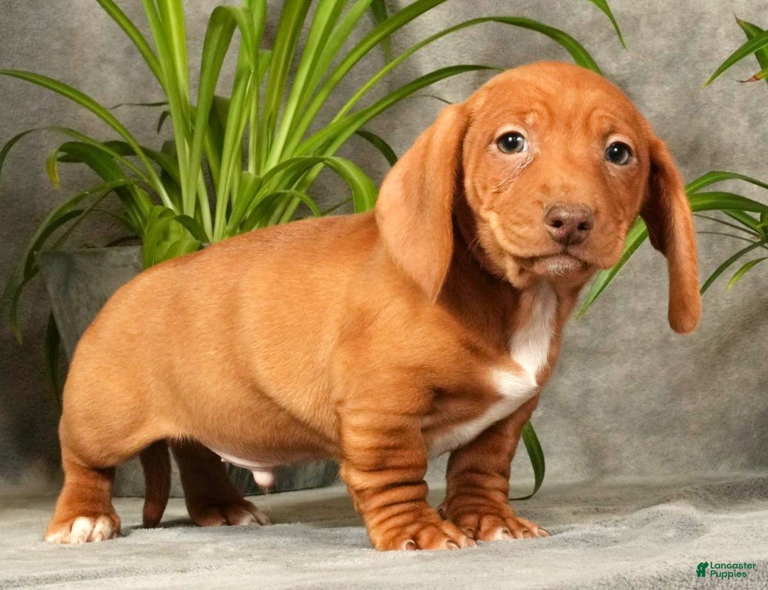 Miniature Dachshund dogs for sale: Seth - Ad 3