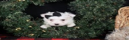 Maltese dogs for sale: ARCHIE - Ad 12