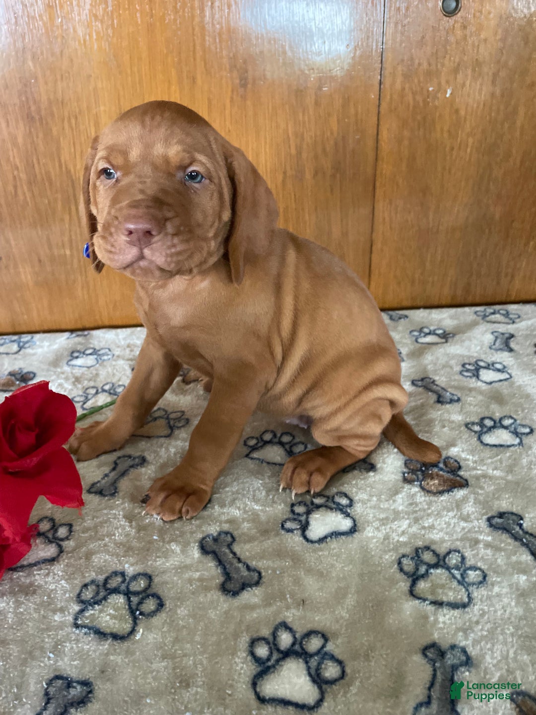 Vizsla dogs for sale: Brandy - Ad 2