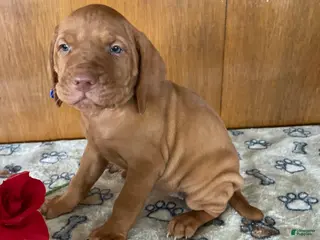 Vizsla dogs Brandy - Ad 13