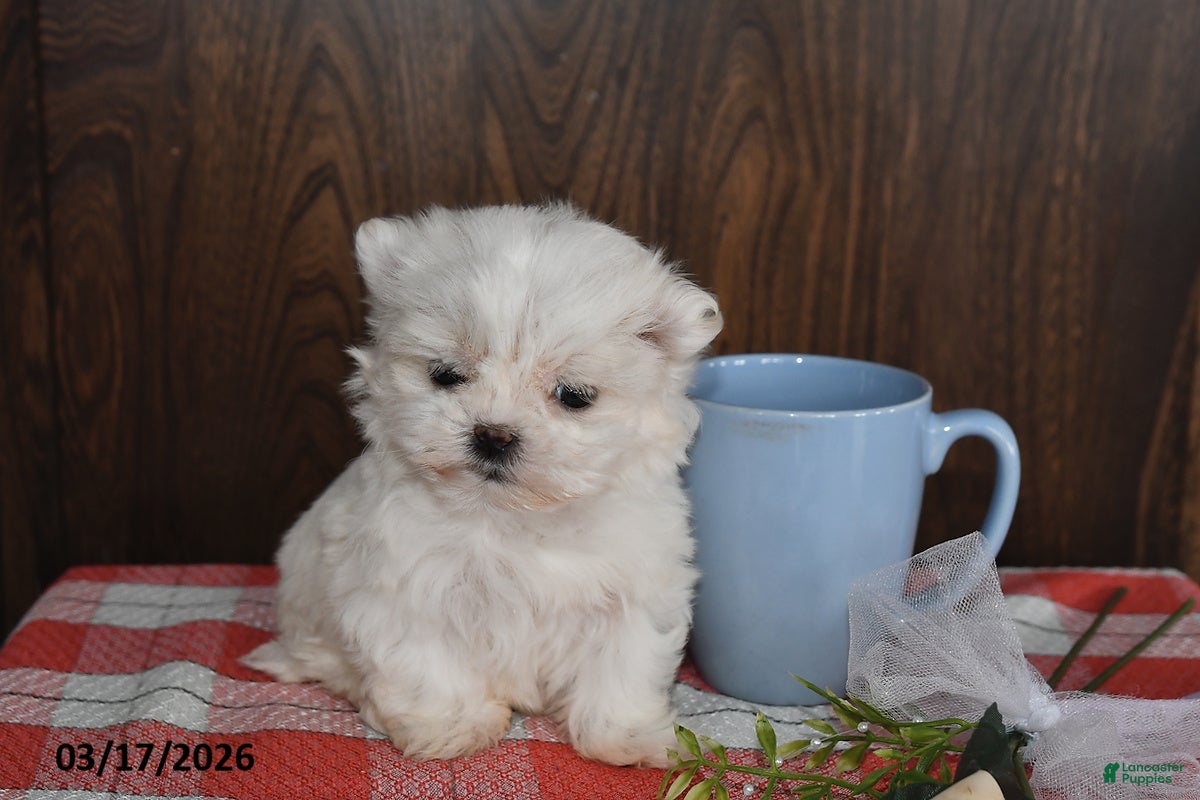 Maltese dogs Olivia - Ad 1