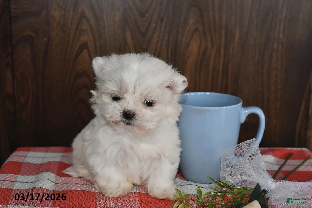 Maltese dogs for sale: Olivia - Ad 1