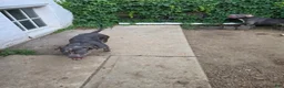 American Bully dogs for sale: Ghost - Ad 5