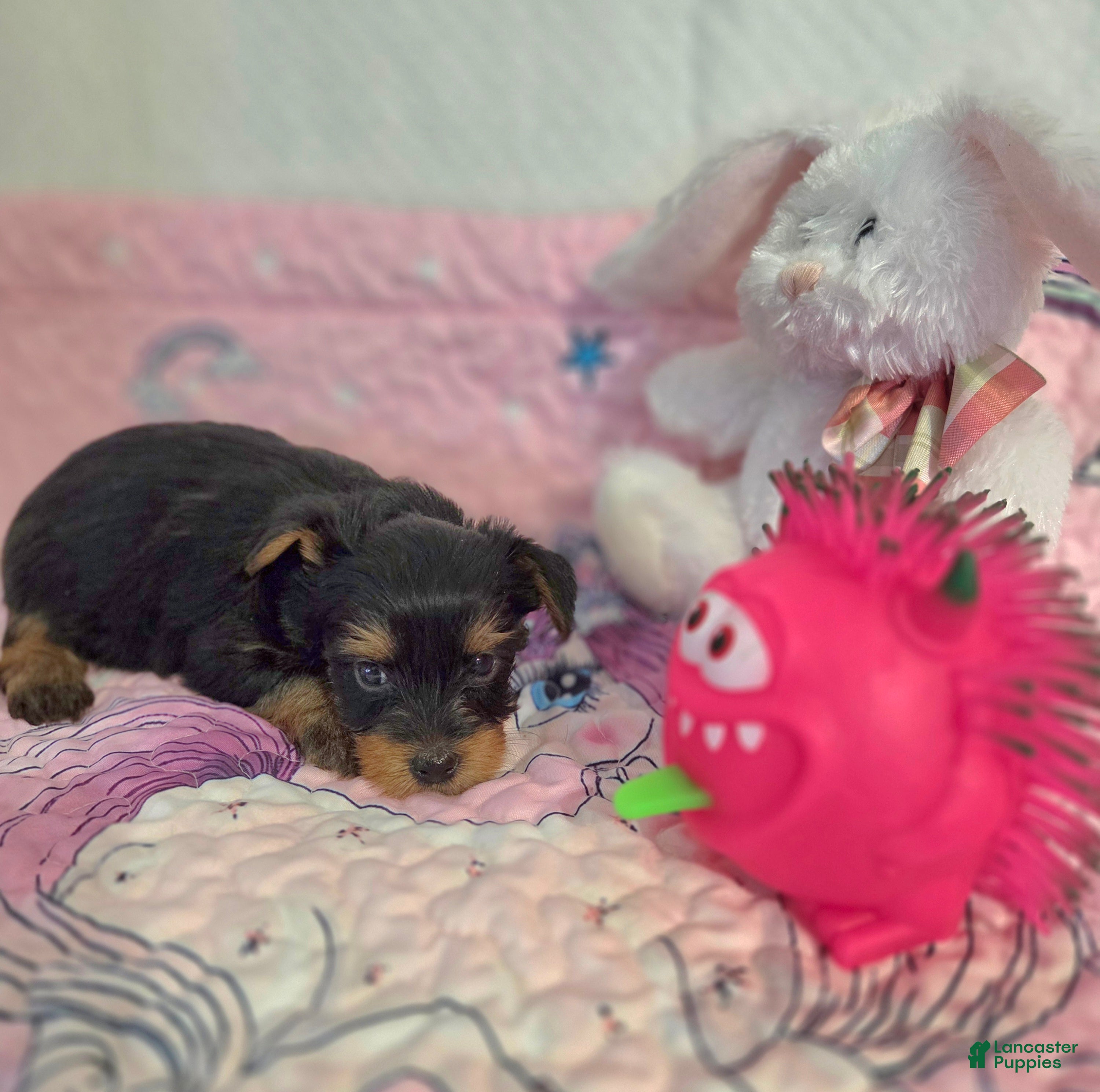 Yorkshire Terrier dogs Yoshi - Ad 2