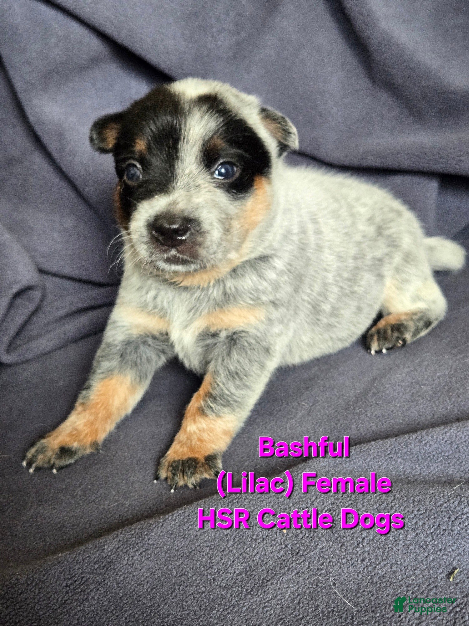 Australian Cattle Dog dogs Bashful - Ad 1