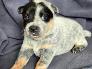Australian Cattle Dog dogs for sale: Bashful - Ad 1