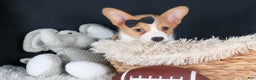 Welsh Corgi Pembroke dogs for sale: Iggy - Ad 6