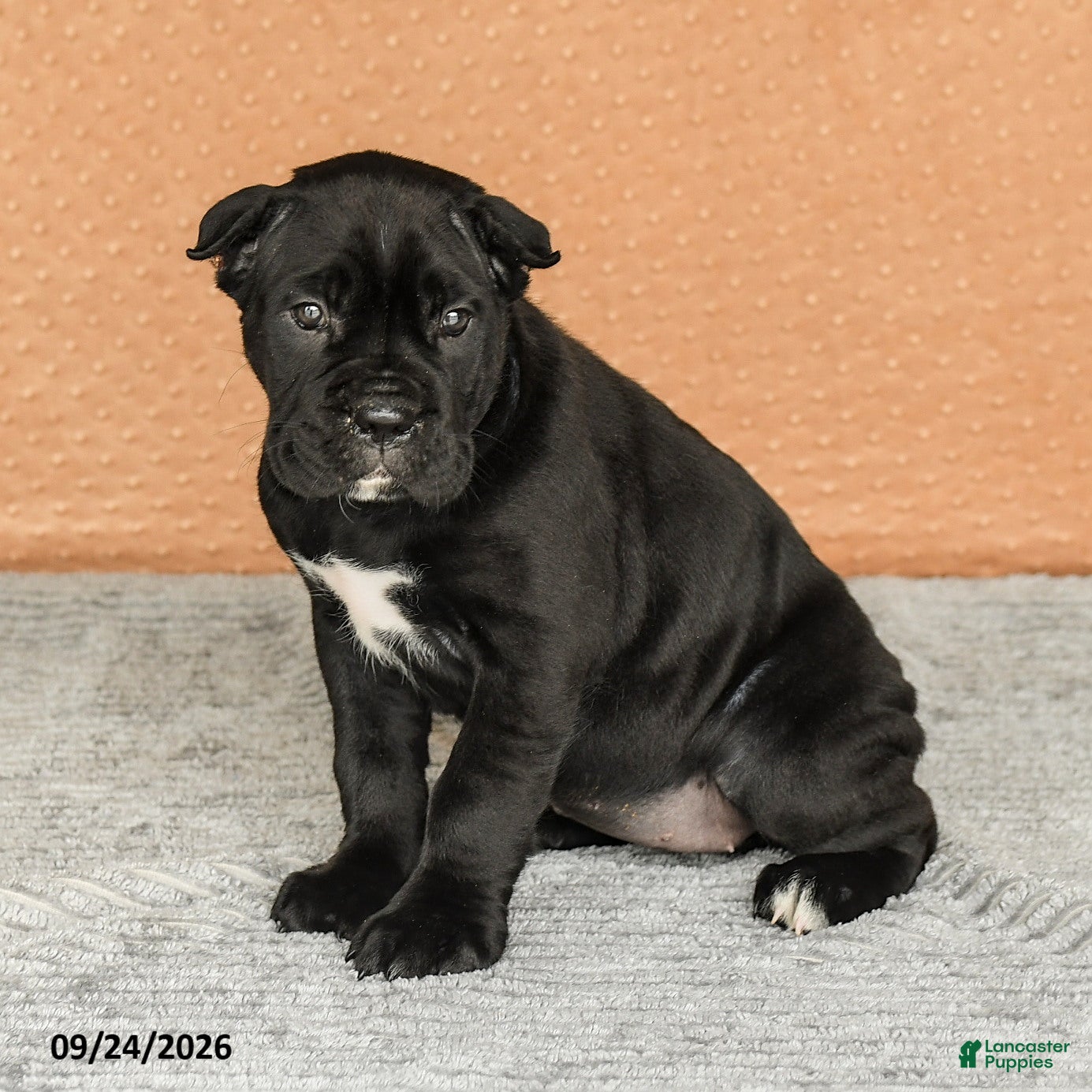 Cane Corso dogs Ramona - Ad 2