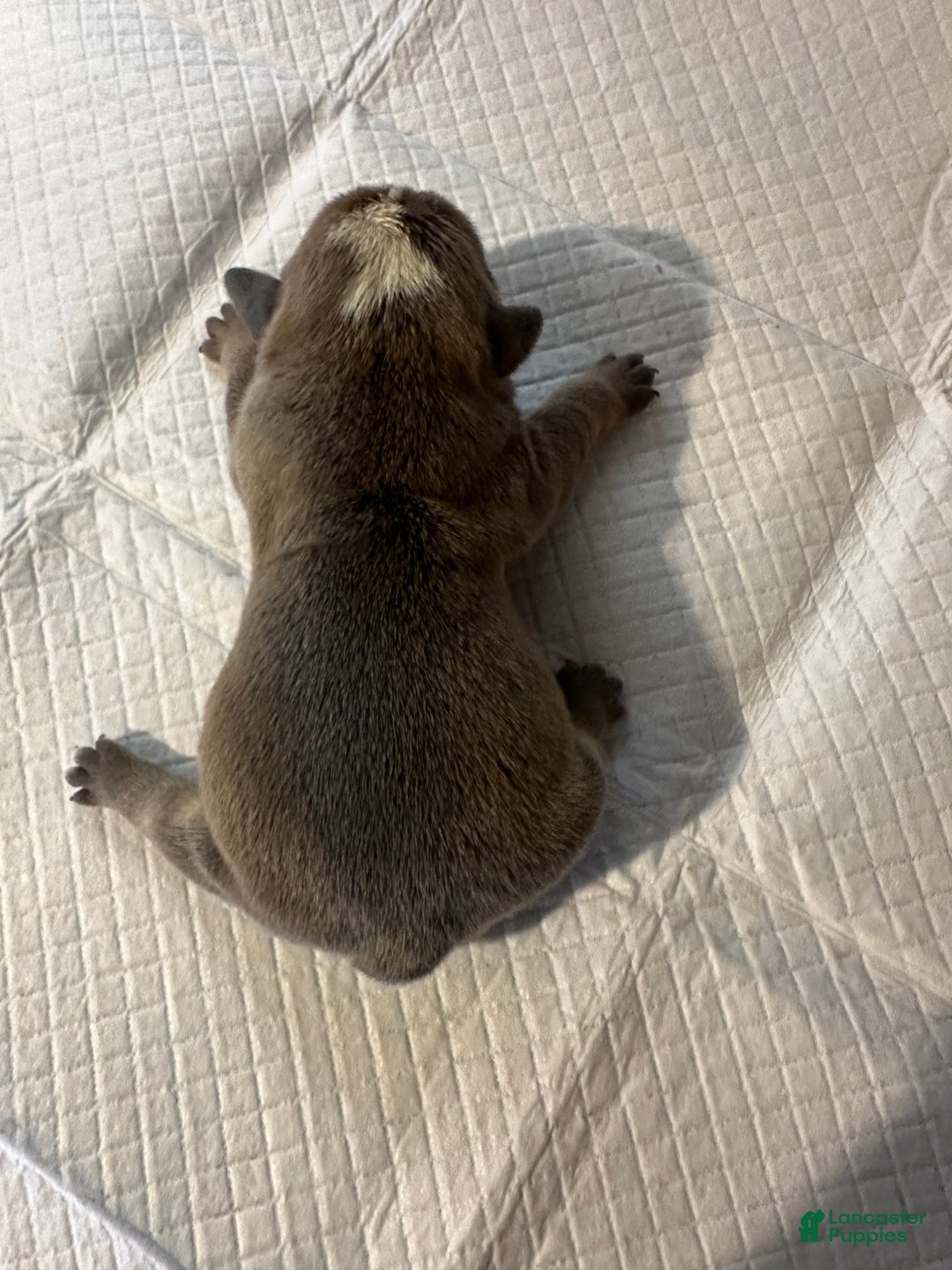 English Bulldog dogs for sale: Blue Fawn Merle Boy  - Ad 16