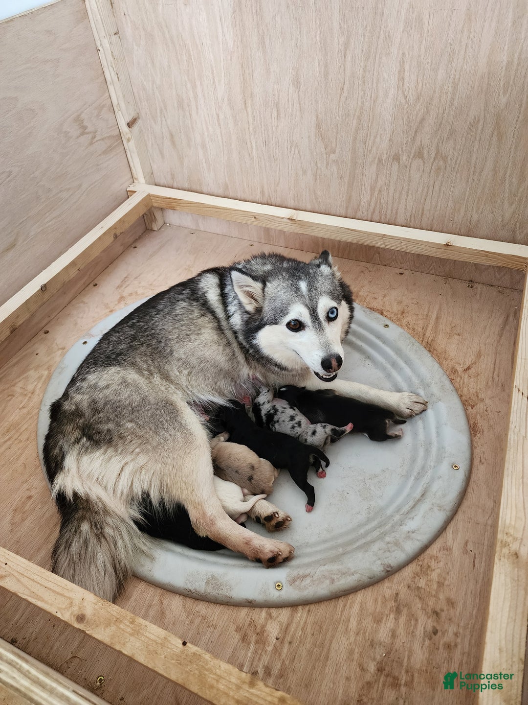 Pomsky dogs for sale: Pomsky Puppy 2 - Ad 4