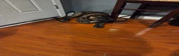 Cane Corso dogs for sale: Cane Corso 1 - Ad 1