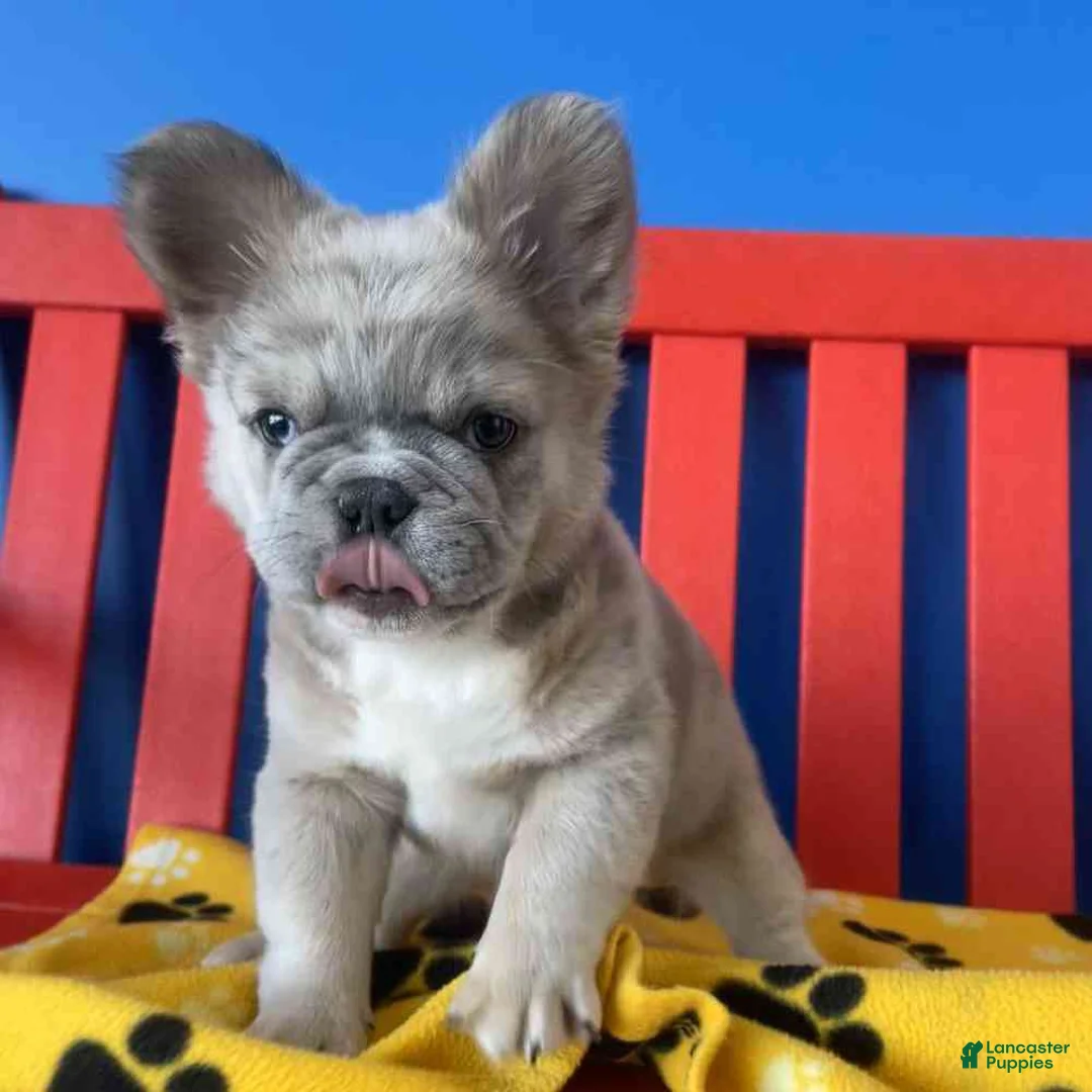 French Bulldog dogs for sale: French Bulldog Puppy 6 - Ad 1
