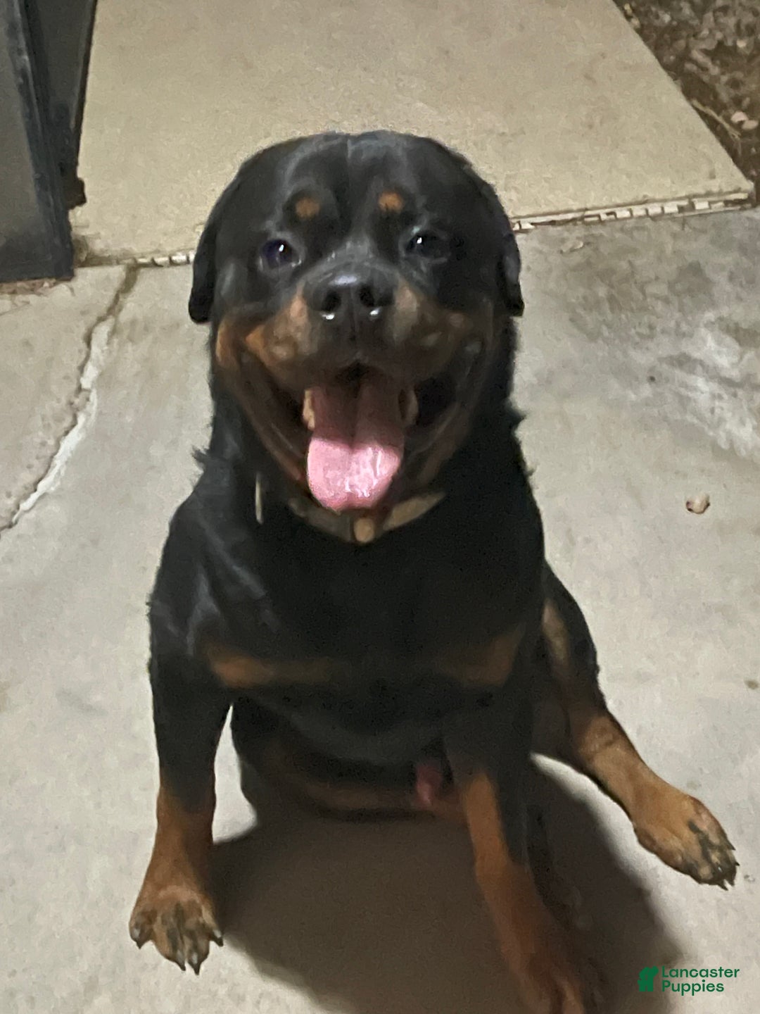 Rottweiler dogs for sale: 2nd Pick Female - Ad 1