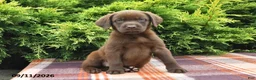 Labrador Retriever dogs for sale: Kelly - Ad 5