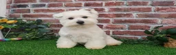 West Highland Terrier dogs for sale: Wren - Ad 5