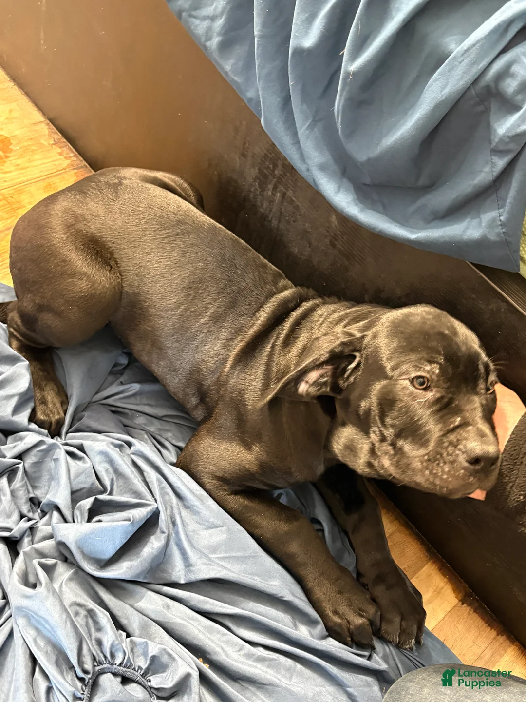 Mixed Breed dogs for sale: Mixed Breed Puppy 1 - Ad 2