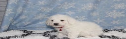 Bichon Frise dogs for sale: River - Ad 3