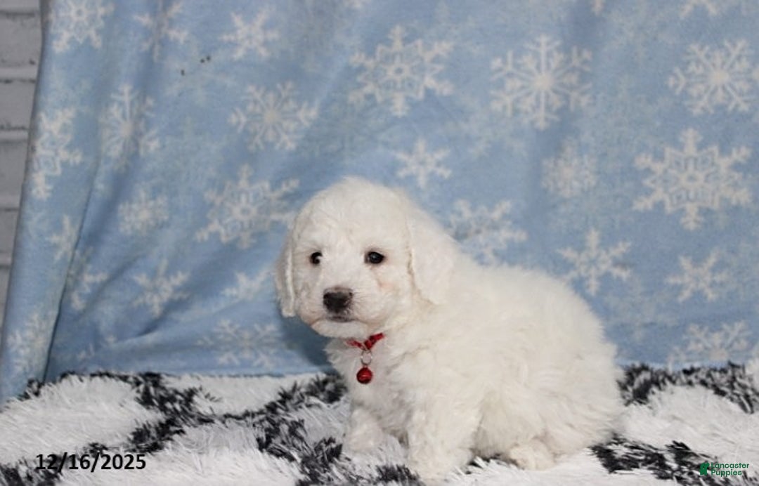 Bichon Frise dogs for sale: River - Ad 3