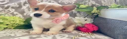 Welsh Corgi Pembroke dogs for sale: Mandy - Ad 3