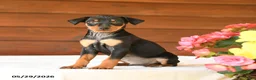 Miniature Pinscher dogs for sale: Cody - Ad 4
