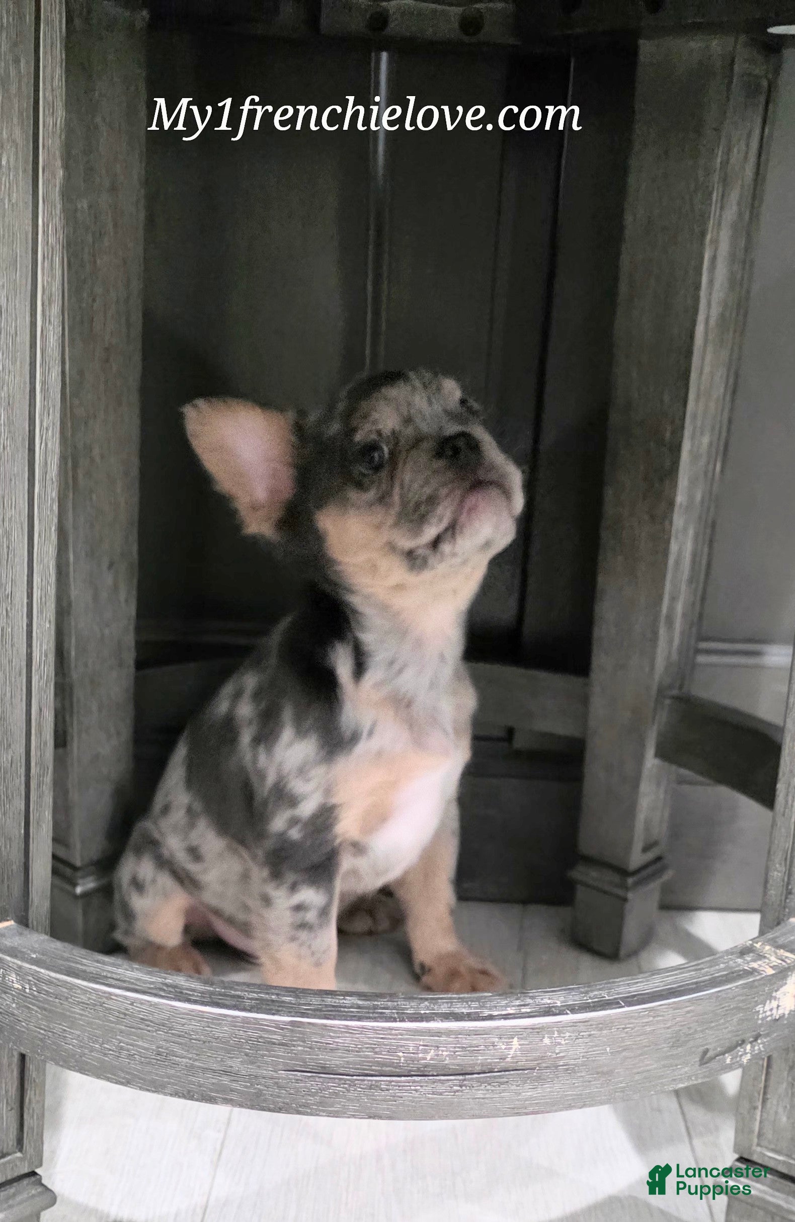 French Bulldog dogs Chaz MALE - Ad 2