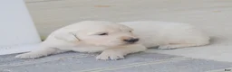 Golden Retriever dogs for sale: Bailey - Ad 2