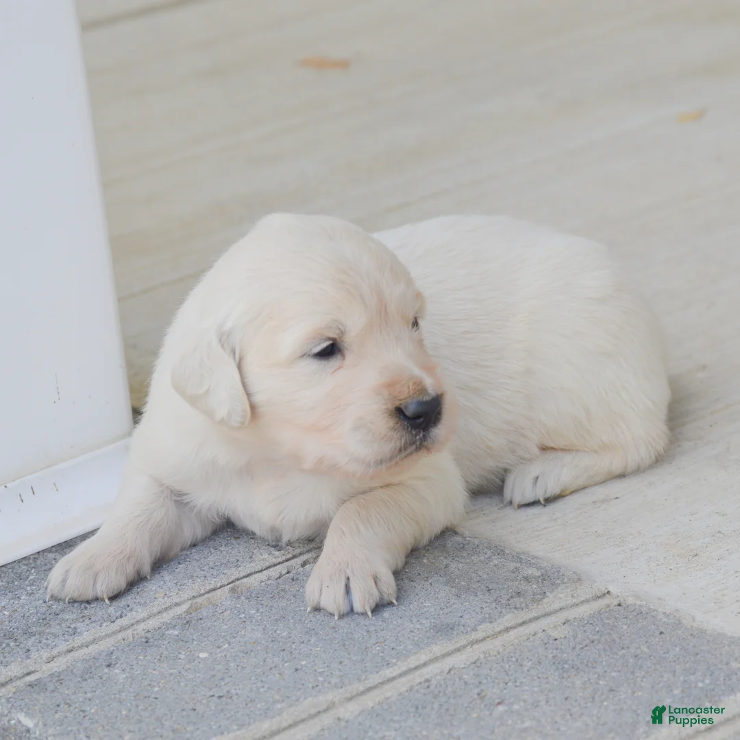 Golden Retriever dogs for sale: Bailey - Ad 2