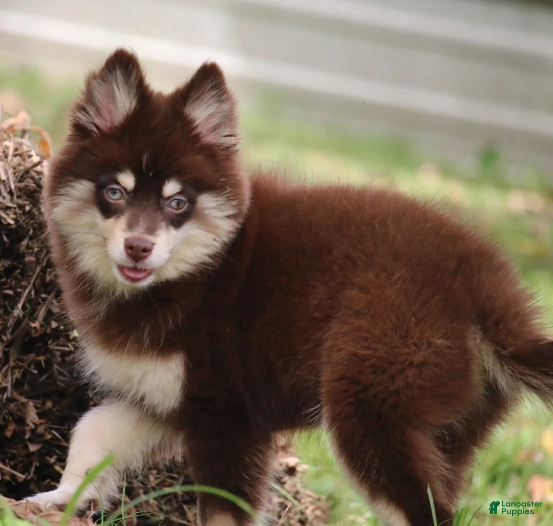 Pomsky dogs for sale: Louise - Ad 2