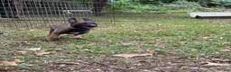 Belgian Malinois dogs for sale: Belgian Malinois 2 - Ad 4