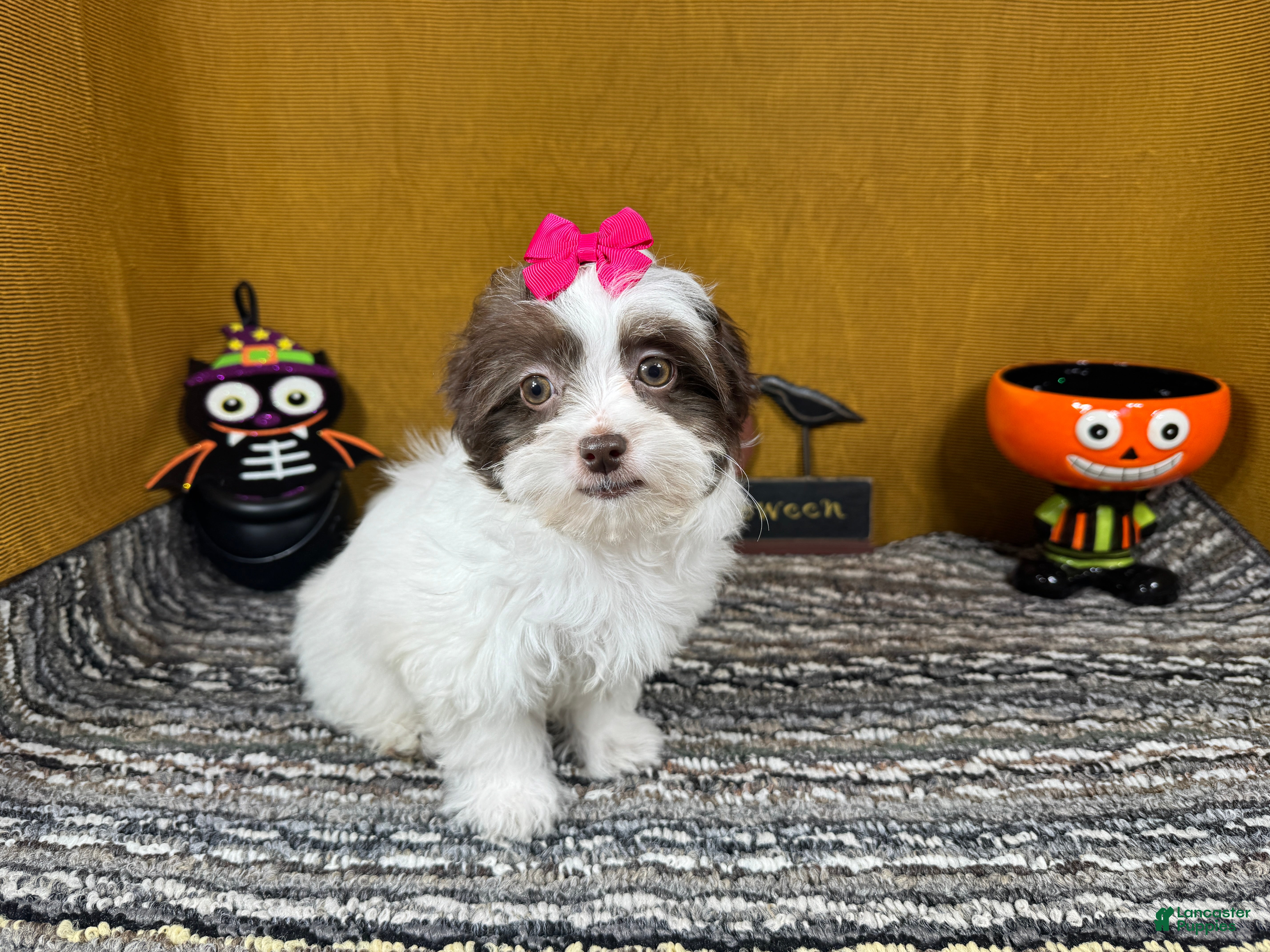 Shihpoo dogs Shihpoo 3 - Ad 40