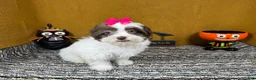 Shihpoo dogs for sale: Shihpoo 3 - Ad 1