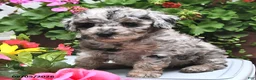 Miniature Poodle dogs for sale: Candy  - Ad 9