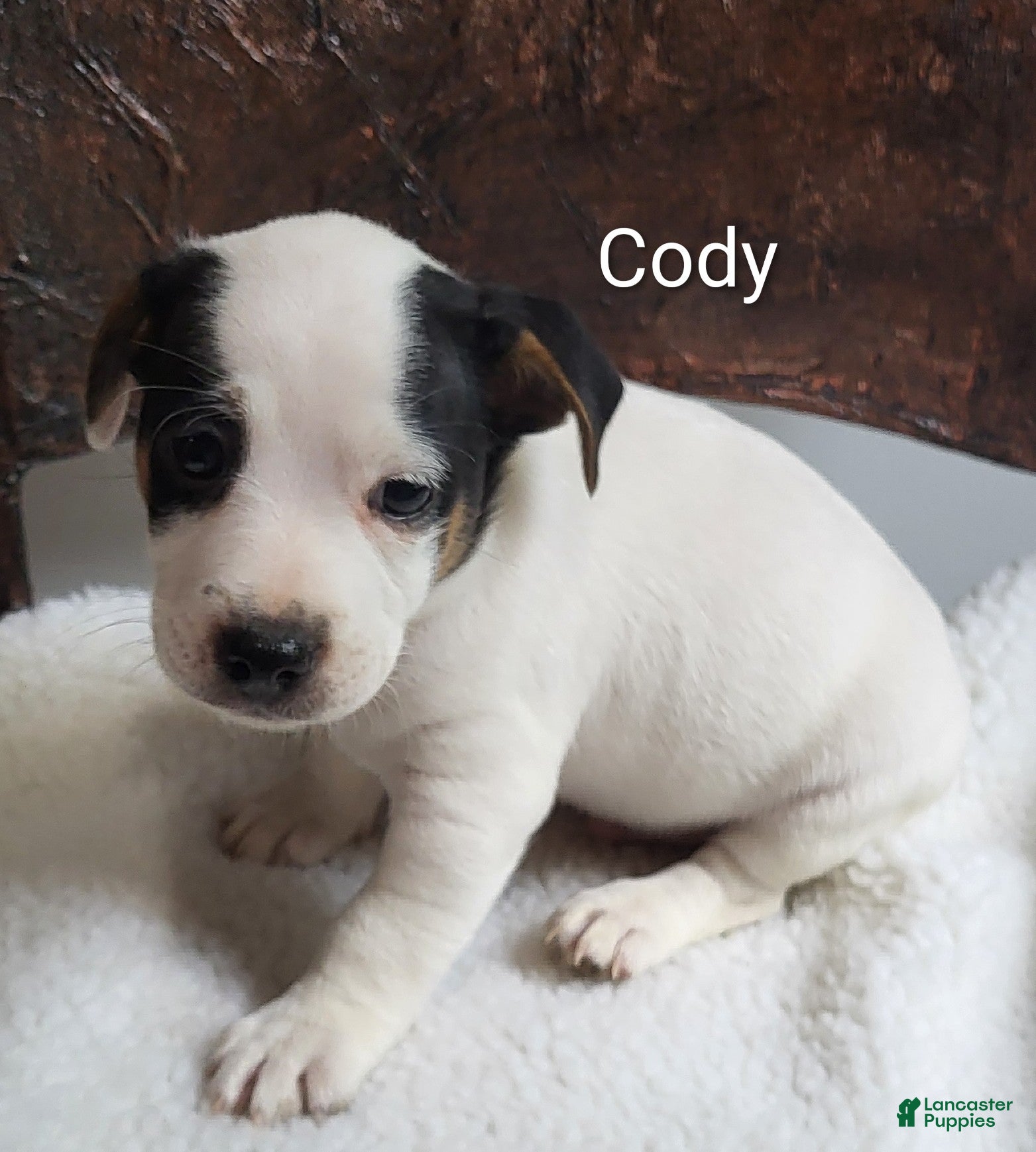 Jack Russell Terrier dogs Jack Russell Terrier 1 - Ad 1