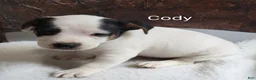 Jack Russell Terrier dogs for sale: Jack Russell Terrier 1 - Ad 1